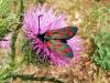 Zygaena filipendulae